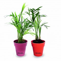 Plante déco avec pot en bambou biodégradable Aigremont
